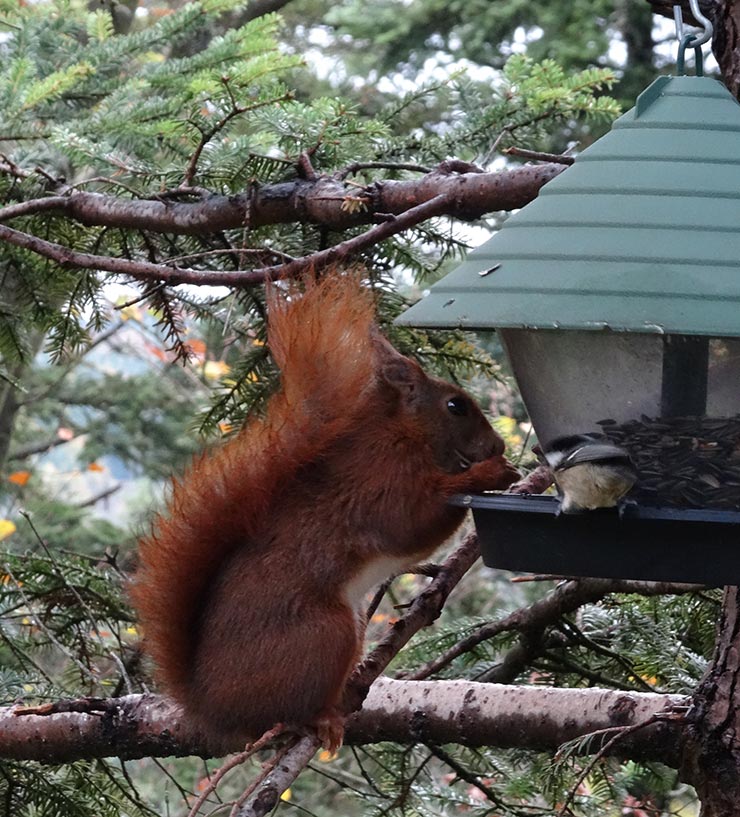 Eichhörnchen