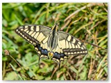 2019-08-16 - 18 Hans Nagelfluhkette_17