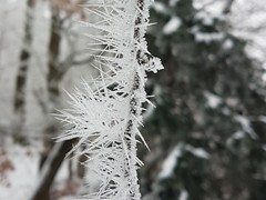 2023-01-29 SAV Winterwanderung_060